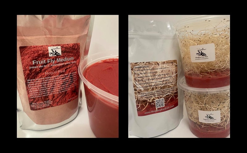BugBoy4Ever Flightless Fruit Fly (D. hydei) Culture kit - Includes: 1 Complete Culture, 3 containers with lids, 4 oz Dry Medium, Wood Wool, with Directions - Image 3